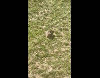Chunky groundhog spotted roaming hospital yard