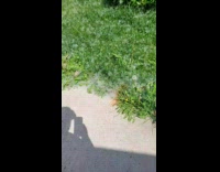 Guy lights dandelion weeds and follows it 