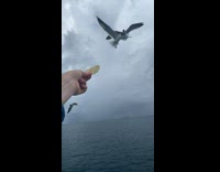 Collab DailyDoseOfInternet - Filmer fed seagulls on the beach