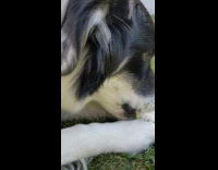 Pet dog eats celery with a loud crunch
