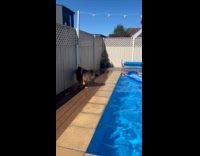 Dog likes being splashed by pool water