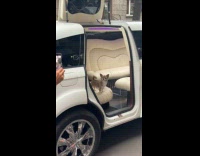 Dog arrives in limousine for birthday party