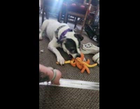 Woman try to touch plushy of dog