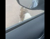 Collab BitchMP - Stray dogs on side of road 