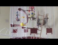 Blue and yellow birds in white cage