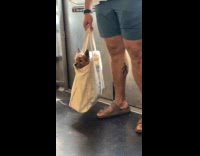 Man carry dog in tote bag ride train