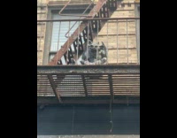 Collab winy - Gargoyle statue on building fire escape ladder