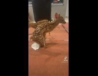Deer moves back legs back and forth dances 