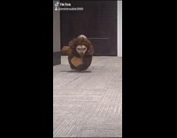 Sphynx cat brown teddy bear halloween costume 