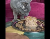 Grey cat eats food on silver tray 