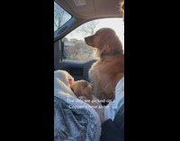 Dog doesnt want to acknowledge puppy 