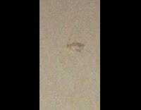 Guy finds white albino cockroach inside house 