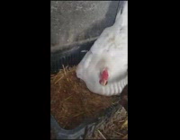 Chicken hen with kittens underneath it for heat