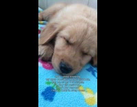 Golden retriever puppy sleep and snore