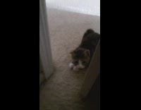 Kitten wait outside room until invited inside