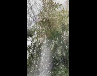 Collab DailyDoseOfInternet - Guy clears snow on bamboo tree outside 
