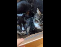 Cat sneezes at other cat inside box