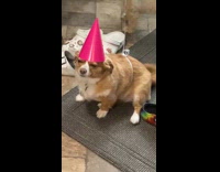 Collab dogIG_default - Dog pink cone hat balloon tied on body