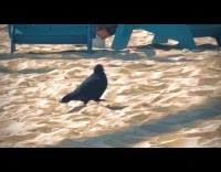 Collab WINY - Pigeon walks fast on hot beach sand