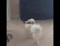 white tan dog walks around with purple brush in her mouth 