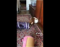 Two cats play wrestle on red rug 