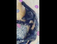 Cat sleeps with eye open arms raised 