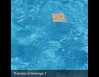 Guy throws slice of cheese into pool water