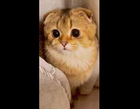 Cat sits on couch stares at camera