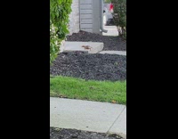 Squirrel laying flat on door step 