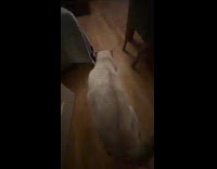 Man spins pet cat with one hand 