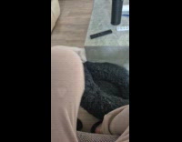 Cat drags cat bed on the couch