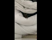 Collab PLC - Cat Hides inside Folded Blankets on Cabinet