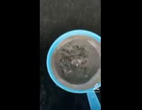 Collab BitchIG2 - Sifter of fish moving in water but not moving out of water 