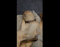 Cat Lays Comfortably on Top of Heated Blanket