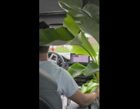 Collab BitchIG2 - Plant put in car dead later on