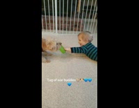 tug of war buddies brown dog baby