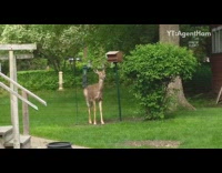 Brown deer eats food from bird feeder 
