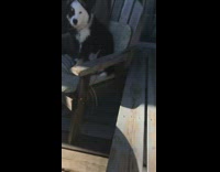 Puppy dog barks at girl with guitar 