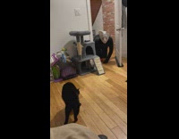 Black cat scared frightened by person in mask 