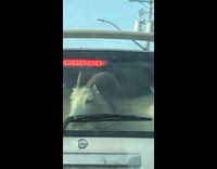 Goat with round horns on the back of the car