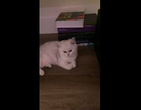 Cat Stops Mans Hand and Shakes it