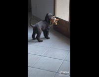 Tiny dog cries when left inside 