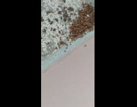 Pile of bugs on chair and corner