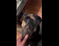 Dog bite hand of guy then lay down