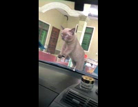 Collab Clips_MPUGC2 - Cat having stare down with guy 