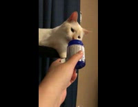 Collab BitchMP - White cat doesnt like smell of blue jar 