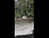 Black white cat on roof backyard storage