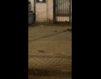 Pack of rats roams around the street