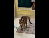 Submitter shows bengal cat plays like squirrel