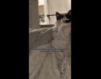 Cat wrapped up in blanket timeout 